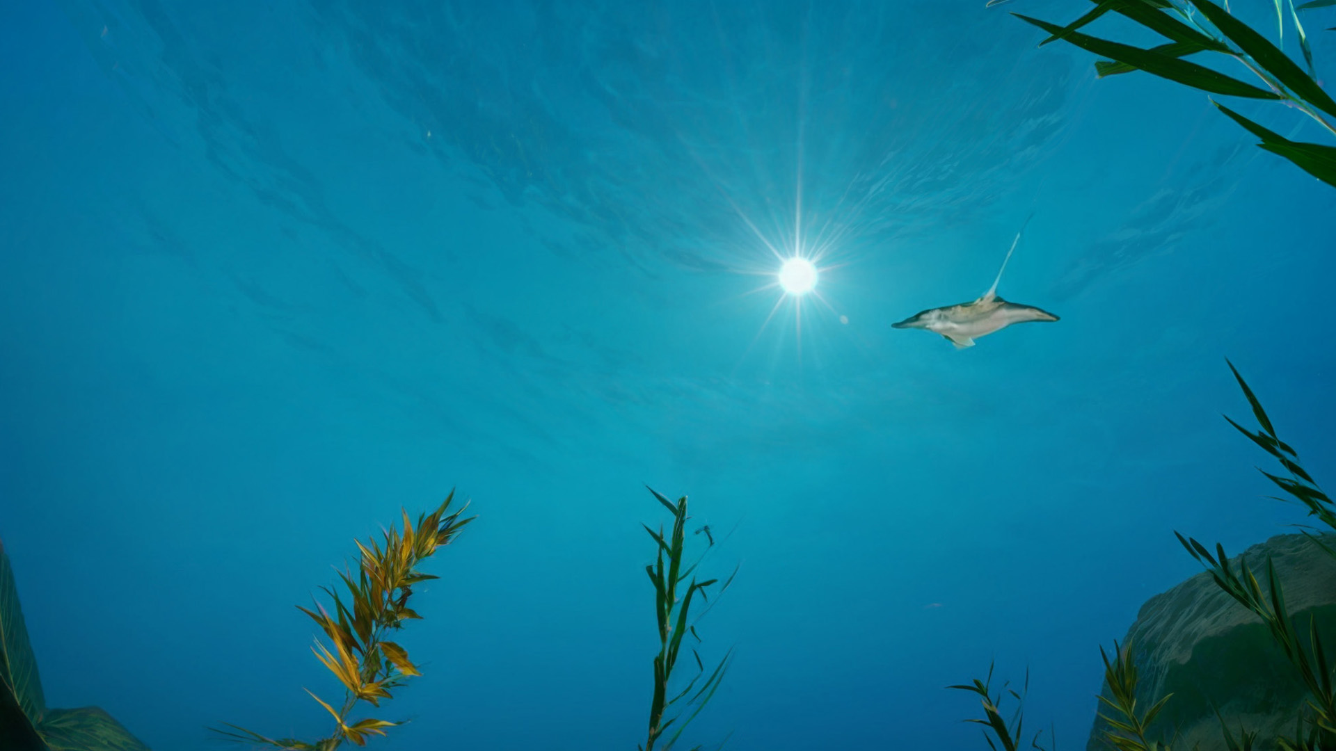 An underwater shot of the ocean's surface with sunlight filtering through and a manta ray floating past