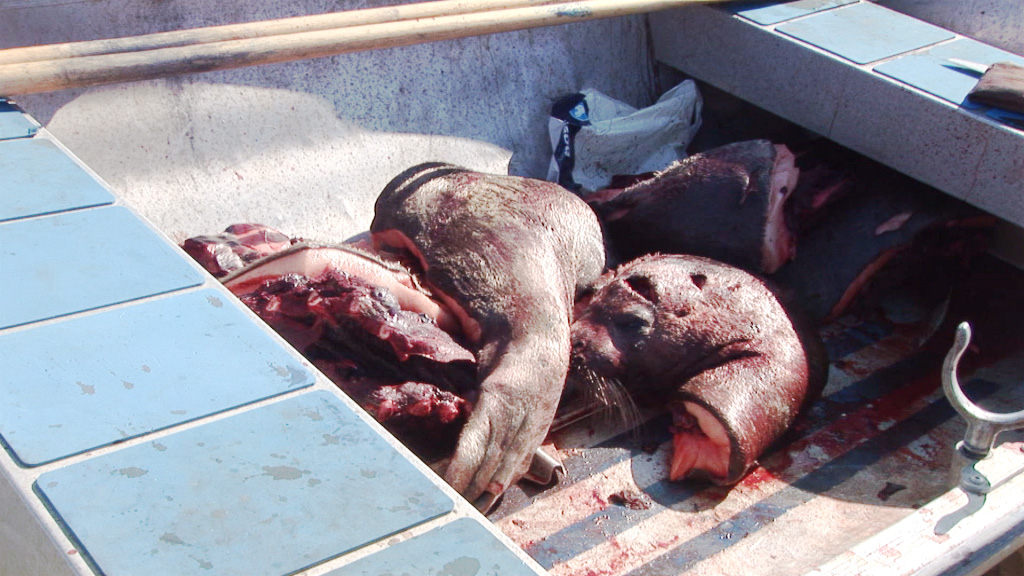 A screenshot of the carcass of several seals lying in a boat, killed during a hunt