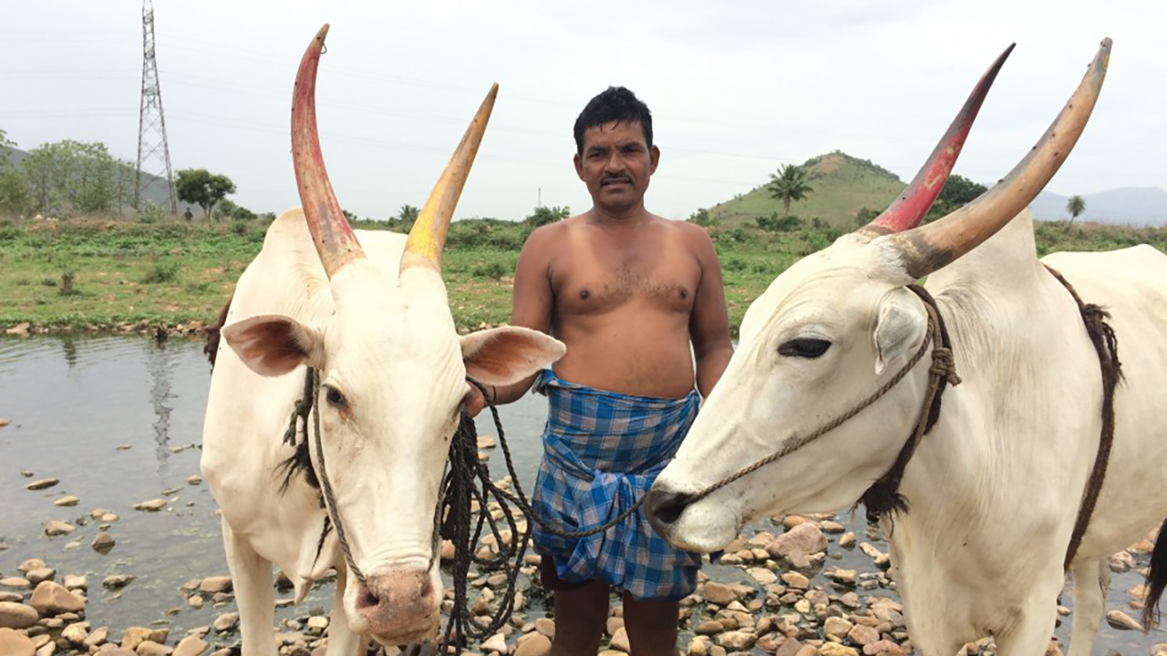 The Return: a man in a plaid sarong standing between two white oxen with painted horns and nose ropes, in a shallow rocky riverbed.