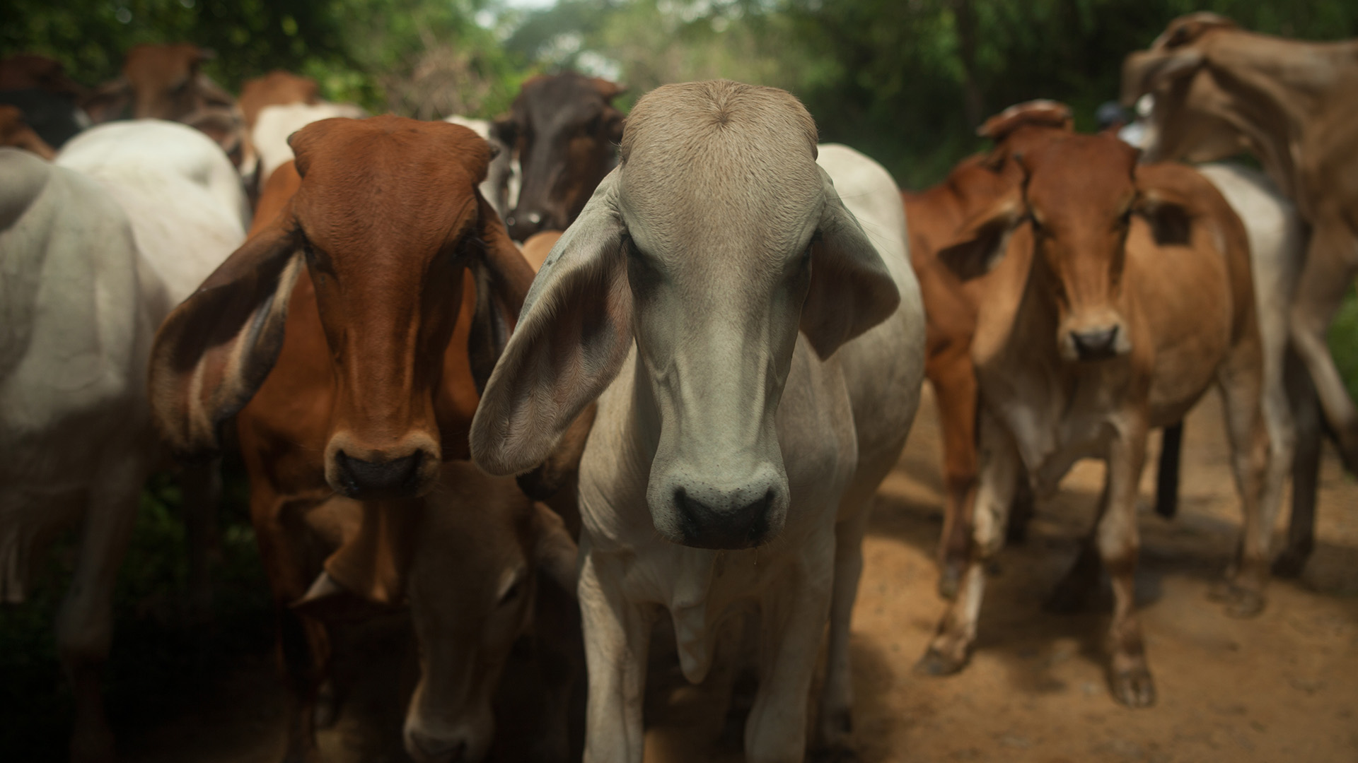 WATER: A herd of cattle walking down a dirt road bordered by trees in rural Honduras.